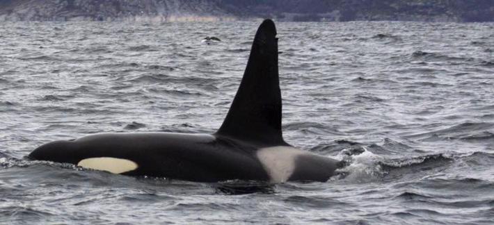 Rücken / Rückenflosse Orca ragen aus Meereswellen