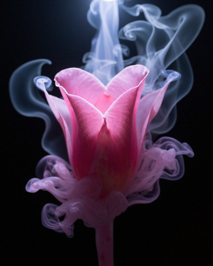 A close-up image of a pink flower with petals transforming into wisps of white smoke, creating a dreamlike and ethereal visual. The blend of delicate textures and soft hues evokes a sense of merging scents and sensations.