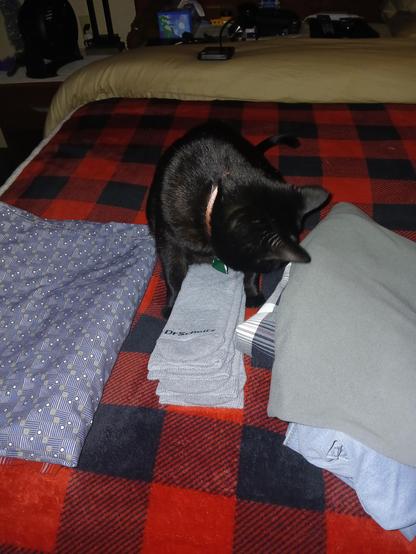 A black cat wearing a pink collar with her head turned away from the camera after being caught in the process of contemplating the theft of the pair of folded gray socks in front of her. Other folded laundry is on either side of her. The cat and the laundry are all on top of a red and black checked blanket.