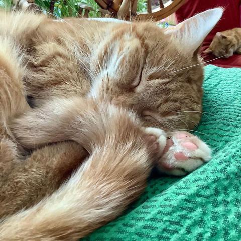 Closeup of a fluffy red cat, napping on a green pillow. In the background, there is a spinning wheel visible, as well as another red cat napping on a red comfy chair.
