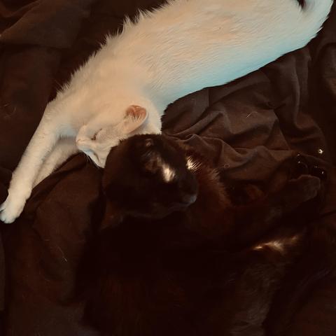 a stretched sleeping white cat touches heads with a curled sleeping black cat 