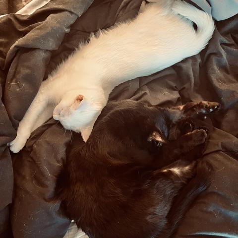 wider view of a stretched out sleeping white cat and a curled up sleeping black cat