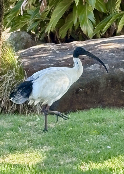 Black headed ibis walking left to right on grass in front of a rock & reeds. Long curved beak, head, legs, tail are black the rest of the bird is white.