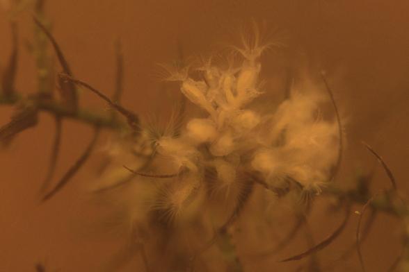 Microscopic animals forming a colony on a stem of aquatic moss. The colony is about 2 mm in area. The creatures are white. Each is on a stock that turns into a bulbous translucent body, with a mouth lined with feathery arms reaching into the water. I believe these are zoothamnium of some kind.  