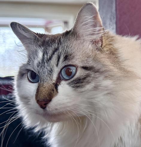 Closeup of a fluffy lynx point cat with gorgeous blue eyes, staring intently at something off to the left of the screen. 