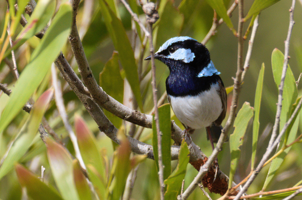 A small bird with blue, black and white markings with head turned to left of shot, perched inside a bush. Its beak is partially obscured behind a branch. The background is out of focus leaves and twigs