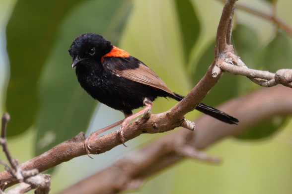 A small black bird with brown wings and an orange/red patch on its back perched on a branch looking down to lower left of frame. Background is out of focus large green leaves and branches