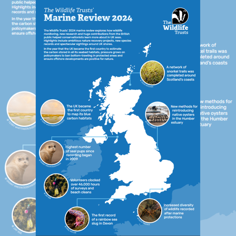 Snapshot of The Wildlife Trusts' Marine Review 2024.