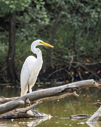 A white egret stands on a log over a calm, reflective body of water with a lush, green forest background.