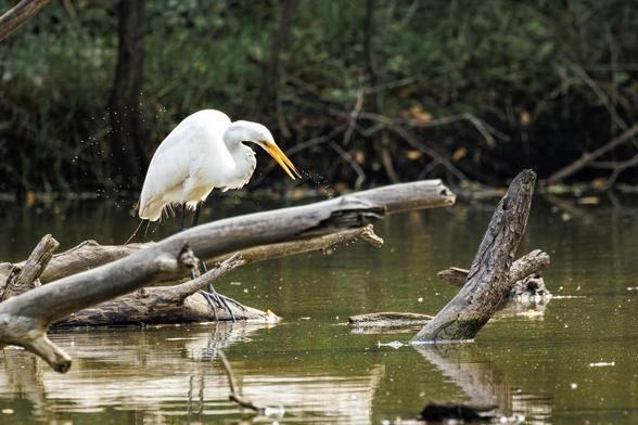 A white egret is perched on a fallen tree branch over a calm body of water in a wooded area.
