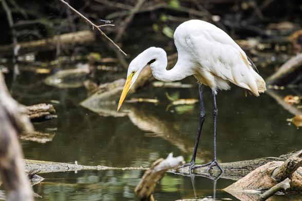 A white egret stands gracefully on a log above a reflective body of water surrounded by fallen branches.