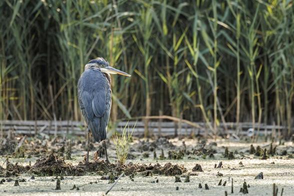 A suspicious-looking great blue heron stands in a marshy area surrounded by tall reeds.