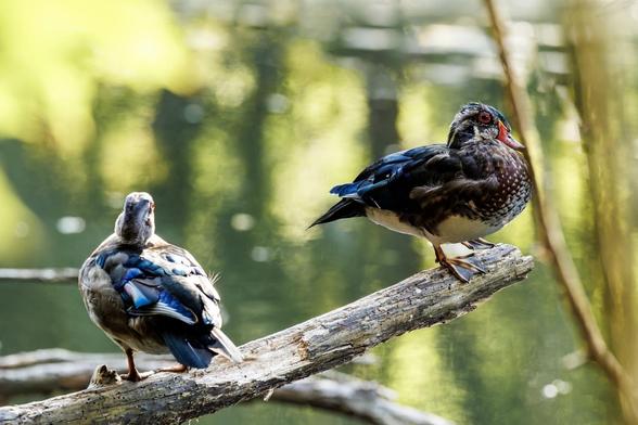 Two wood ducks are perched on a tree branch over water, basking in the sunlight.