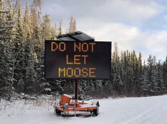 An LED road sign sitting in the snow, reading "DO NOT LET MOOSE"