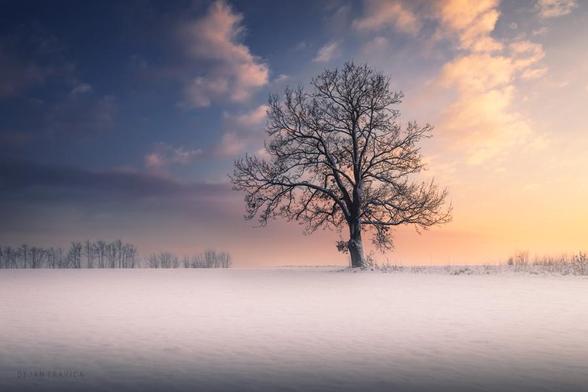 I took this shot one beautiful cold January day just before the sunset while I was walking by the snow covered fields in nature. Everything was so nice and peaceful just as you expect when you are in untouchable nature far away from everything. There was nothing else in front of me but the winter whiteness and one lonely big tree illuminated with the last warm sun's rays. Those yellow and orange warm tones from the sunset were a beautiful contrast relative to the cold white snow. I could smell that fresh snow and hear the sound of some birds in the distance. It was a real nice idyllic winter scene.

One January day in Serbia. From the Trees collection.