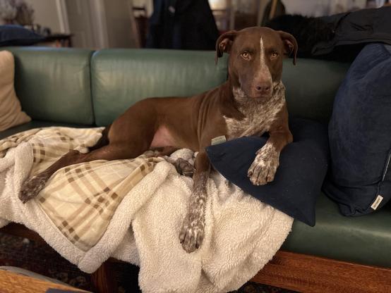 A brown and white dog lounges on couch. She is sprawled across a white fuzzy blanket and has her front draped over a blue pillow. She  is looking into the camera with bedroom eyes. 