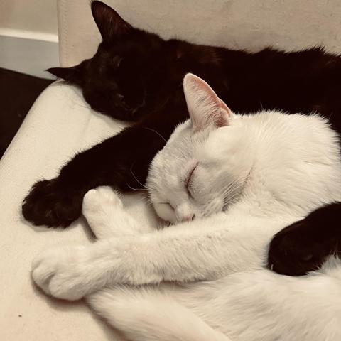 a white cat curled up and sleeping is held by a sleeping black cat on a beige couch