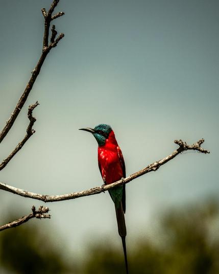 picture of a bird