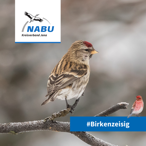 Ein Birkenzeisig auf einem Ast