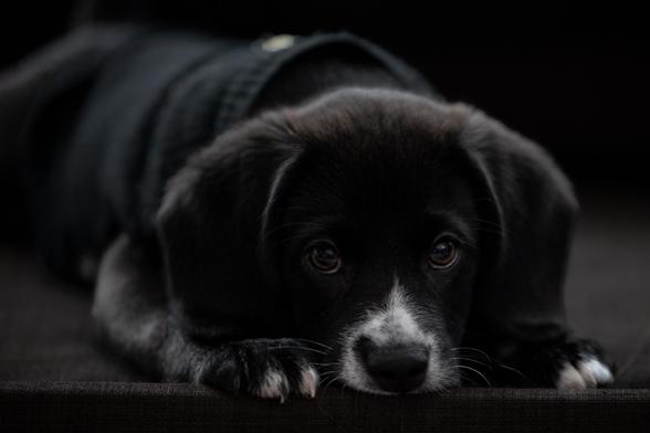 Interogative black beagle puppy with white spots on paws, chest and muzzle laying down on a black background .