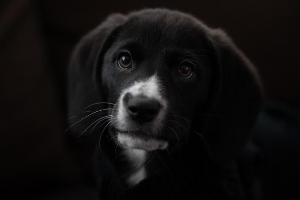 Frontal close up portrait of a black beagle puppy with white spotted muzzle and nut brown eyes.