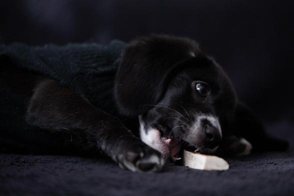 black beagle puppy with white spots on paws, chest, and muzzle laying down on a black background playing with a bone