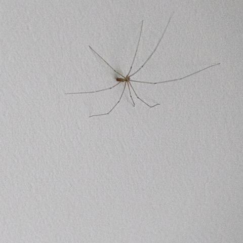 Spider crawling on a ceiling.