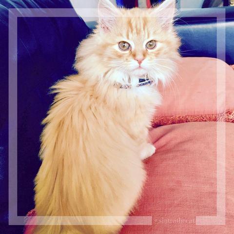 Sintra the Cat learned the meaning of “cheese” 😻😽