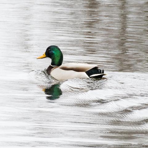 Mallard swimming in a lake.