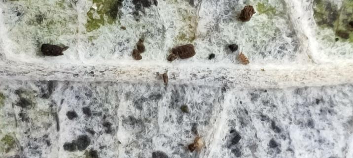 Photographie de près d'une feuille morte couverte de mycellium.
