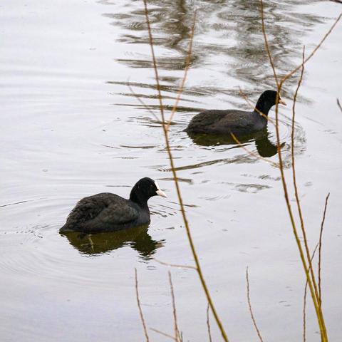 Two birds swimming in a lake.