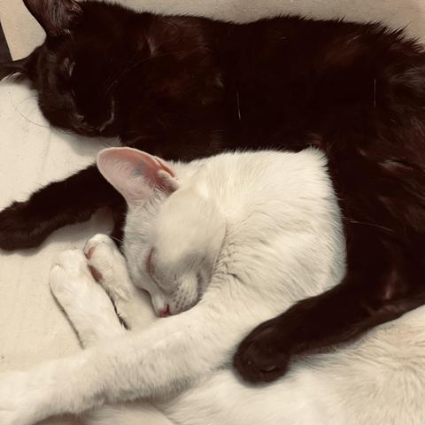 a black cat and a white cat smile and sleep together, the black cat's leg draped over the white cat
