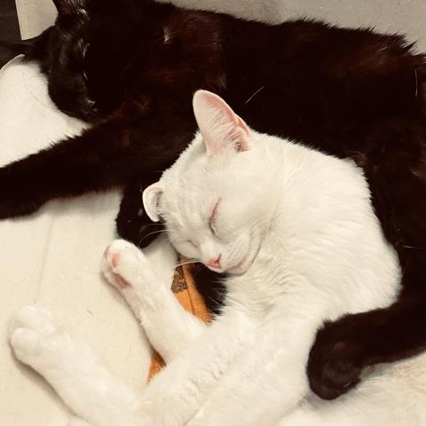 a white cat sleeps with her ear bent over from a black cat wrapped around and holding her