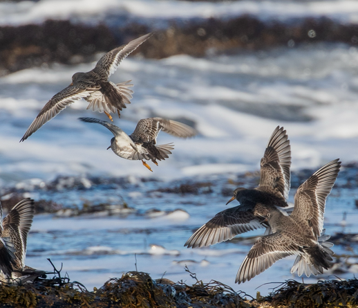 A photo of purple sandpipers taking off from some rocks by the ocean.
