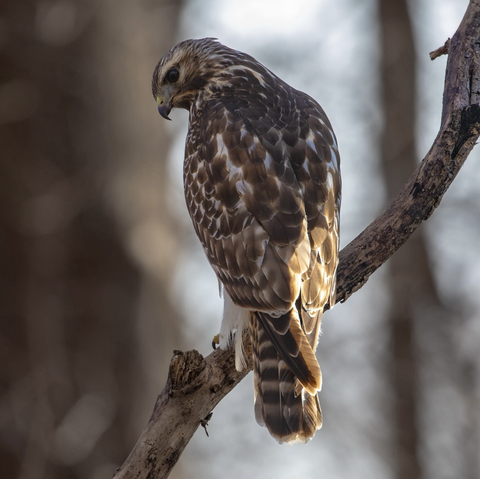 A photo of a red-shouldered hawk perched on a tree branch.