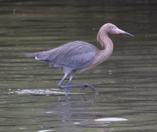 A photo of a reddish egret wading in shallow water 
