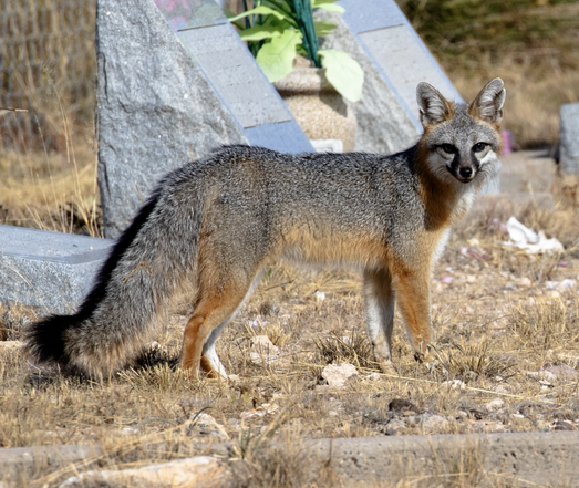 A photo of a gray fox in a cemetery.