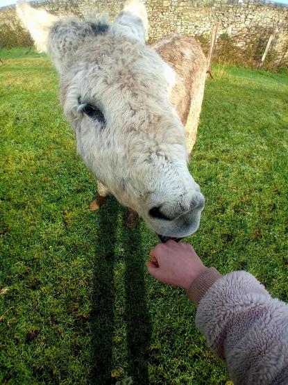 Une photo d'un âne et d'un poing en France