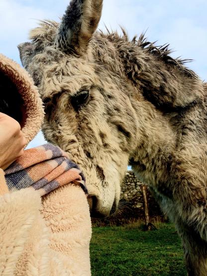 Une photo d'un âne et d'un bout de femme en France