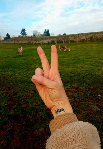 Une photo avec des ânes et un poignet tatoué en France
