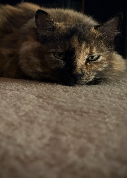 Cream carpet leads up to a tortoiseshell cat lying prone with her chin on the floor looking directly at the camera. Light from the right highlights the ginger side of her face and green of her eyes.