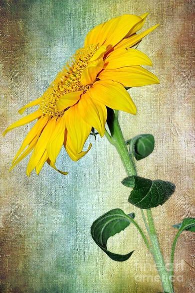 A bright, happy and glowing golden yellow Sunflower on a colorful textured canvas. By Kaye Menner