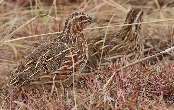 Codorniz común (Coturnix coturnix). Foto: Baldcoot en Wikipedia ( https://commons.wikimedia.org/wiki/File:Coturnix_coturnix,_Somerset_East_District,_Eastern_Cape,_South_Africa_1.jpg )
