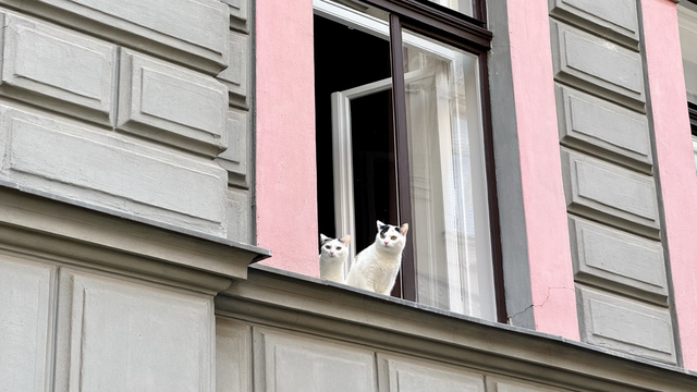 Zwei weiß-schwarze Katzen sitzen bei offenem Fenster auf einer Fensterbank. Sie gucken empört, vermutlich, weil sie die Motorräder lieber selber angeschubst hätten.