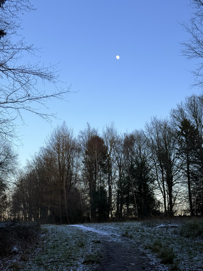 Moon above the trees