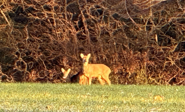 Deer in the golden setting sun. 