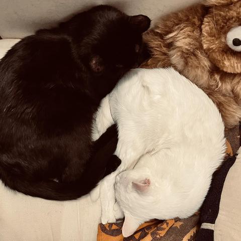 in a yin-yang shape, a black cat and a white cat sleep together against a brown teddy bear
