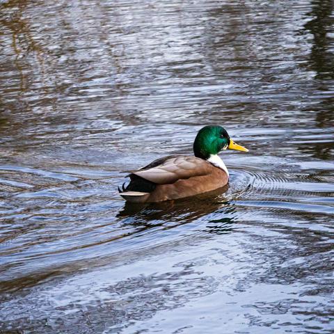 Male mallard swimming in a lake.