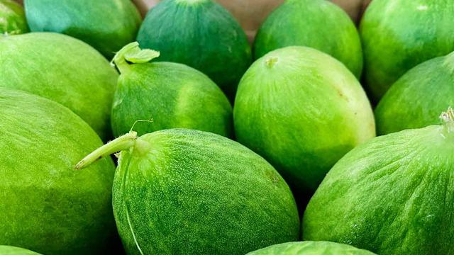 Viele runde grüne Melonenfrüchte im Anschnitt, kleiner als übliche Melonen, hier teilweise noch mit Stil und Pflanzblatt.