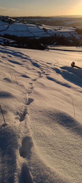 Fox tracks in the snow across two fields and off into the distance